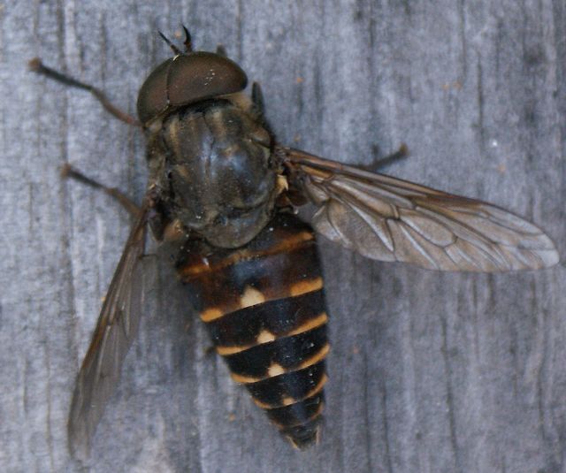 Tabanus bovinus   Fäbroms.jpg
