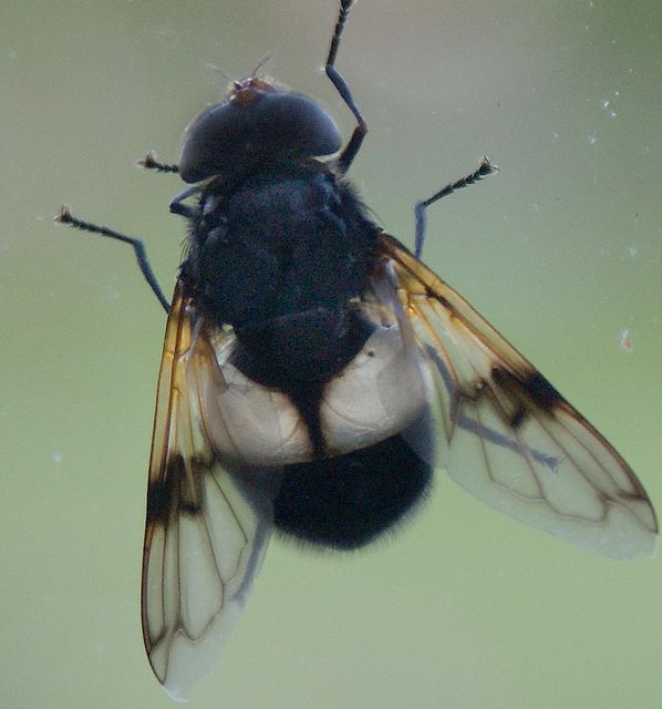 Volucella pellucens Blomfluga.jpg