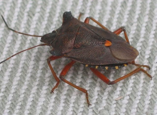 Pentatoma rufipes Rödbent bärfis 3.jpg