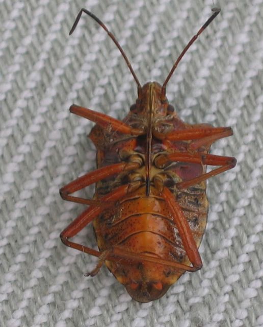 Pentatoma rufipes Rödbent bärfis 5.jpg
