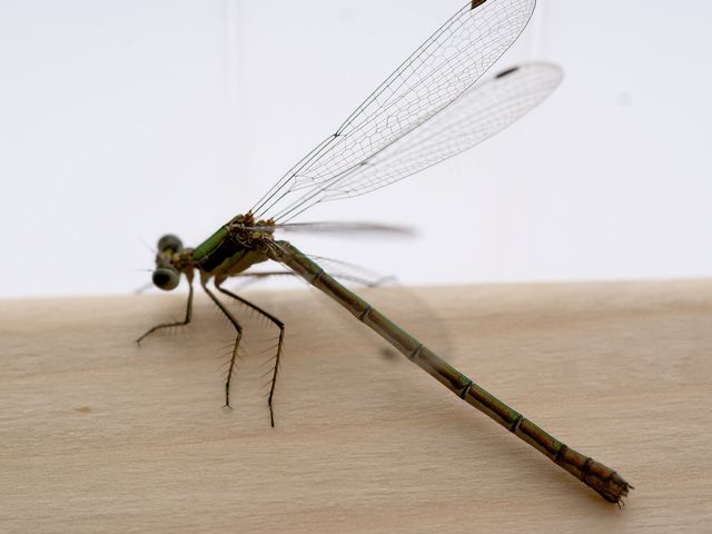 Lestes sponsa  Allmän smaragdflickslända 2.jpg