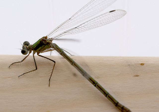 Lestes sponsa  Allmän smaragdflickslända 3.jpg