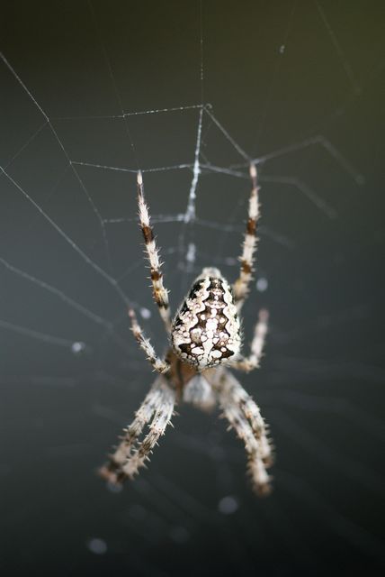 Korsspindel  Araneus diadematus 1.jpg