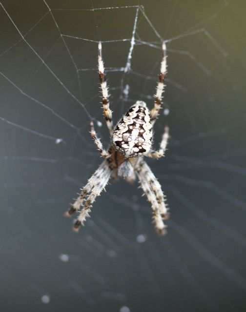 Korsspindel  Araneus diadematus 5.jpg