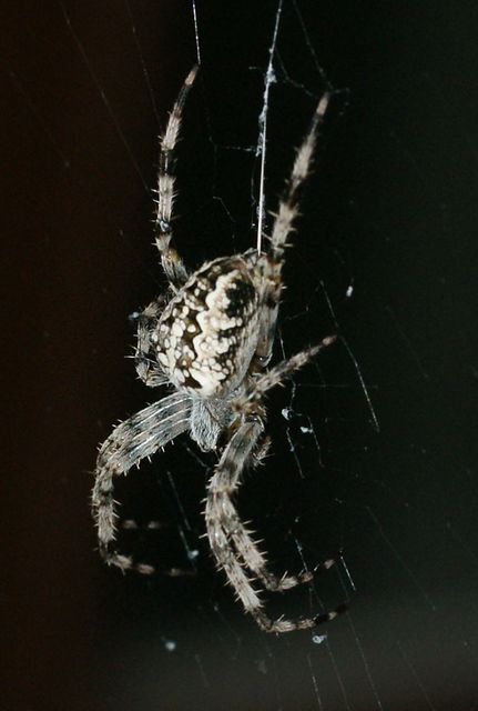 Korsspindel  Araneus diadematus 6.jpg