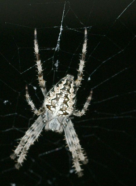 Korsspindel  Araneus diadematus 7.jpg