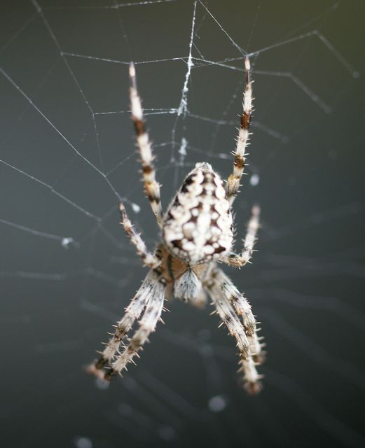 Korsspindel  Araneus diadematusl 2.jpg
