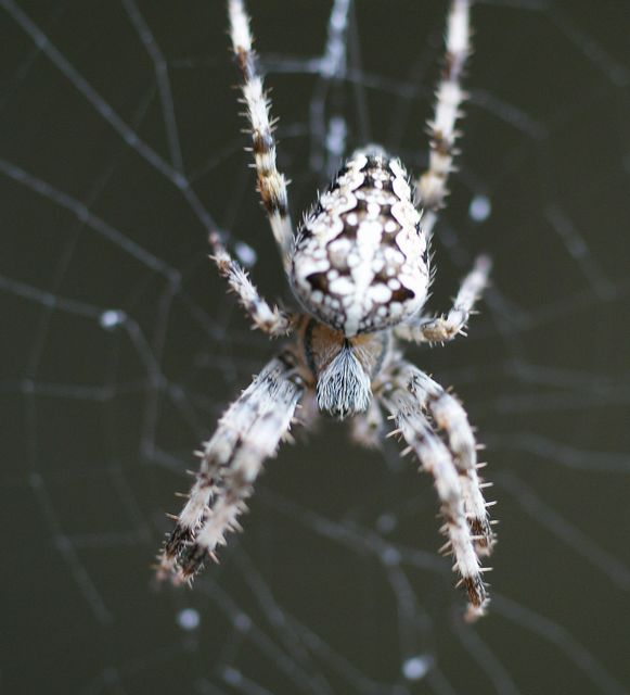 Korsspindel  Araneus diadematus 3.jpg