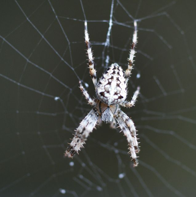 Korsspindel  Araneus diadematus 4.jpg