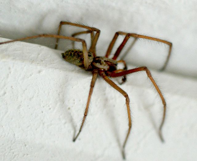 Spindel i taket Tegenaria  atrica 2.jpg