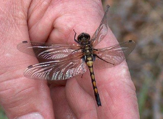 Leucorrhinia dubia Myrtrollslända hona Foto Maud.jpg