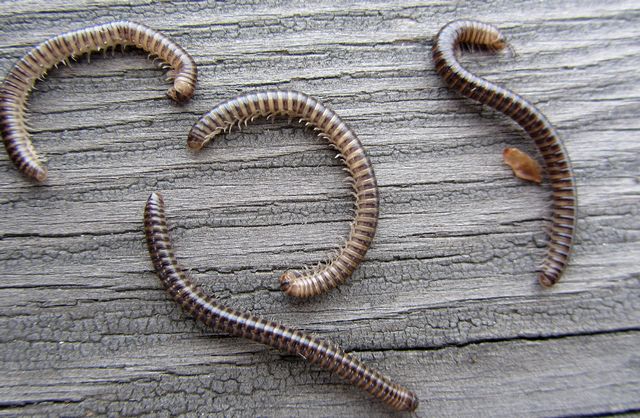 Tigerkjejsarfoting Cylindrolulus caeruleocinctus 2 .jpg