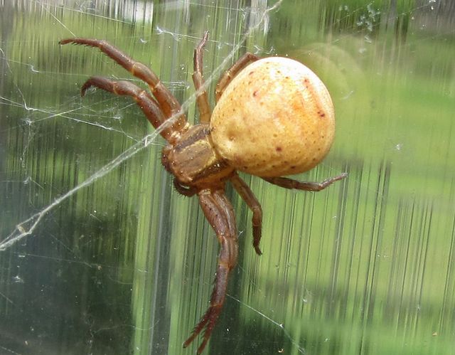 Xysticus bifasciatus 3.jpg