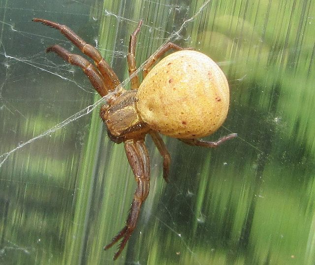 Xysticus bifasciatus.jpg