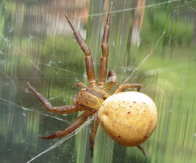 Xysticus bifasciatus 2.jpg