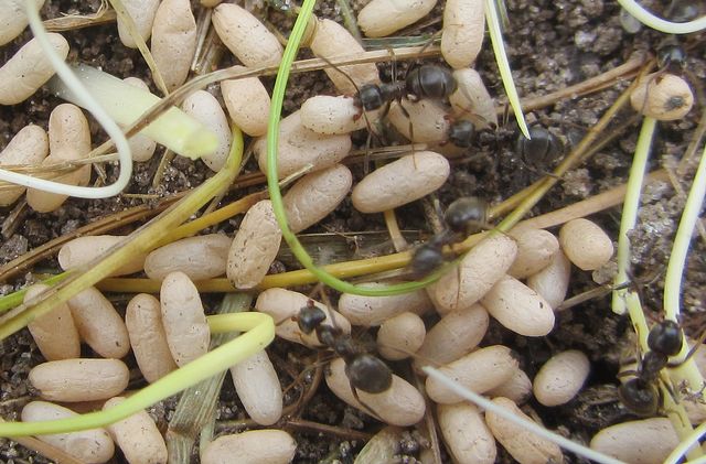 Lasius niger Trädgårdsmyra 1 med puppor.jpg