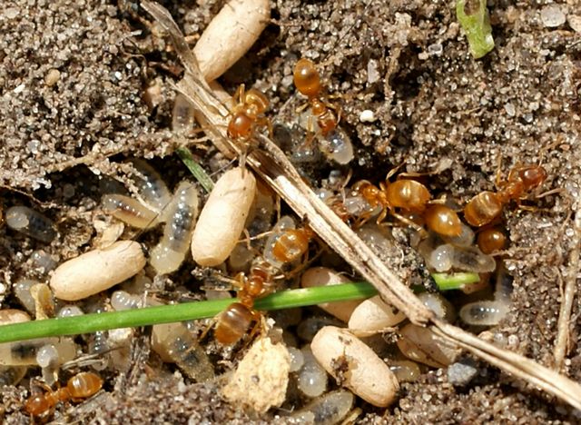 Lasius flavus Gul tuvmyra ,larver puppor 1.jpg