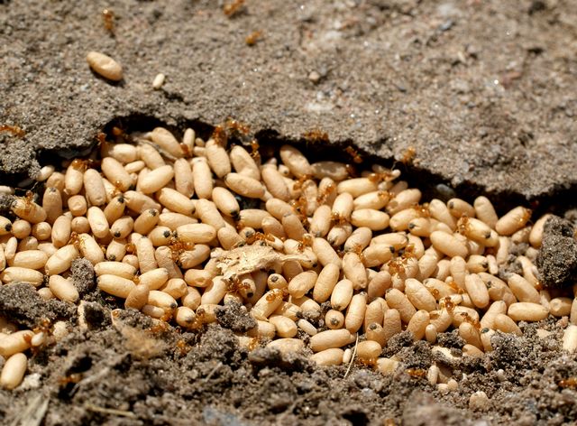 Lasius flavus Gul tuvmyra ,puppor.jpg