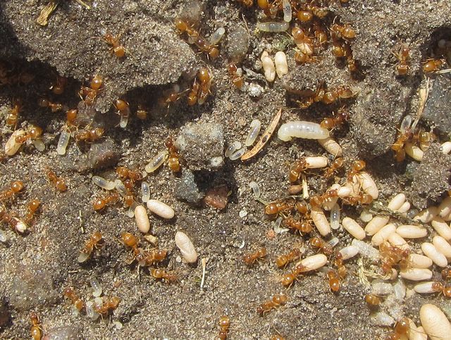 Lasius flavus Gul tuvmyramed larver och puppor.jpg