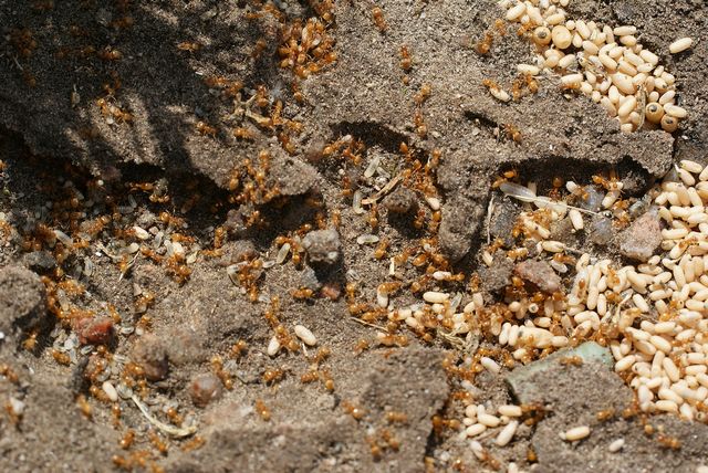 Lasius flavus Gul tuvmyra ,larver puppor 2.jpg