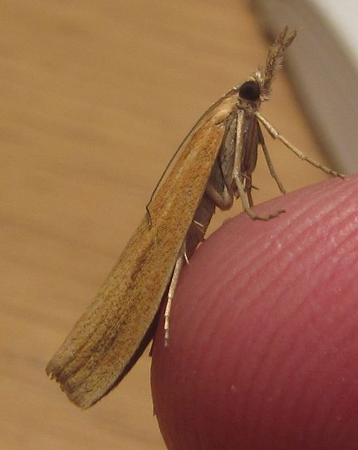 Agriphila straminella Halmgult gräsmott 2.jpg