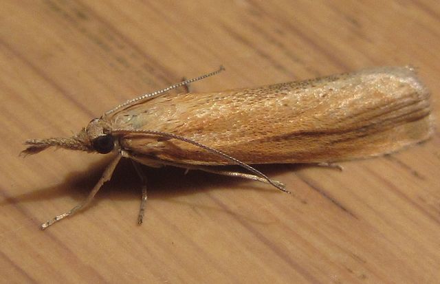 Agriphila straminella Halmgult gräsmott.jpg