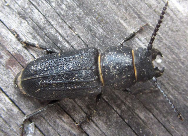 Spondylis buprestoides  Bitbocken.jpg