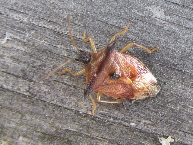 Elasmucha ferrugata Blåbärsbärfis.jpg