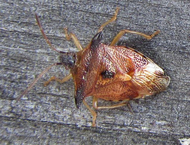Elasmucha ferrugata Blåbärsbärfis 2.jpg