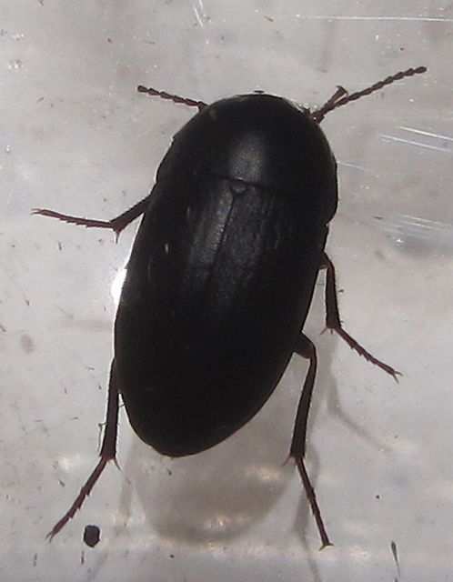 Crypticus quisquilius, jordlöparlik svartbagge 2.jpg