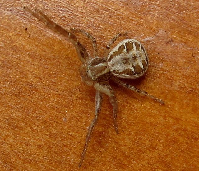 Xystictus cristatus (hona).jpg