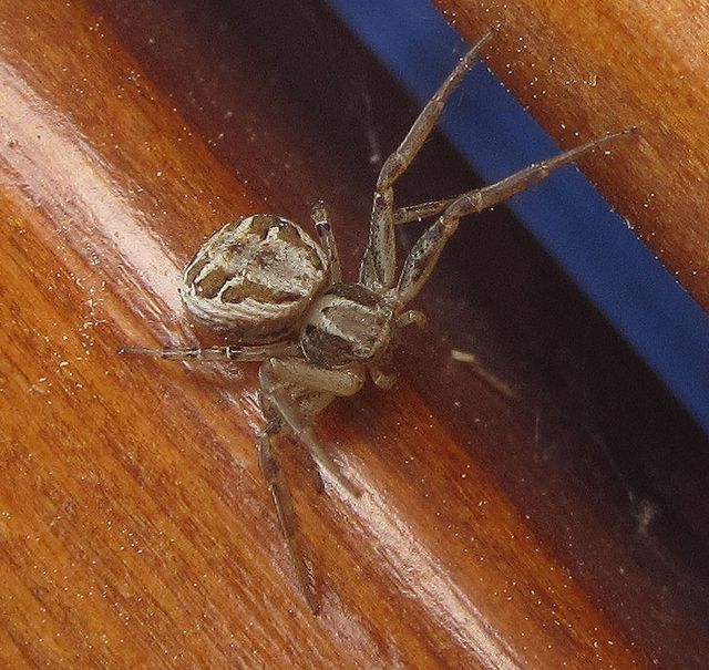 Xystictus cristatus (hona) 2.jpg