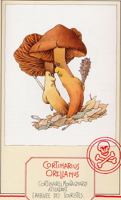 Orangebrun giftspindelskivling.jpg