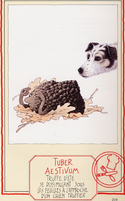 Tryffel.jpg