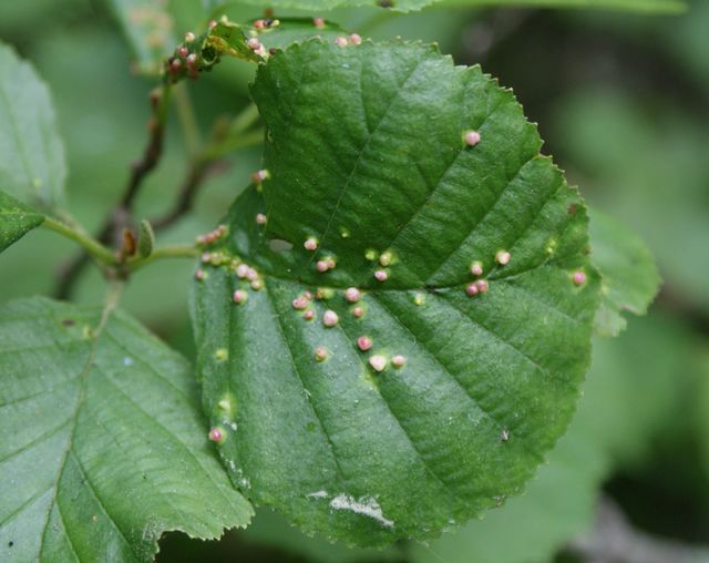 Bladgall på Klibbal,Alknottror av gallkvalster Phytoptus l.jpg