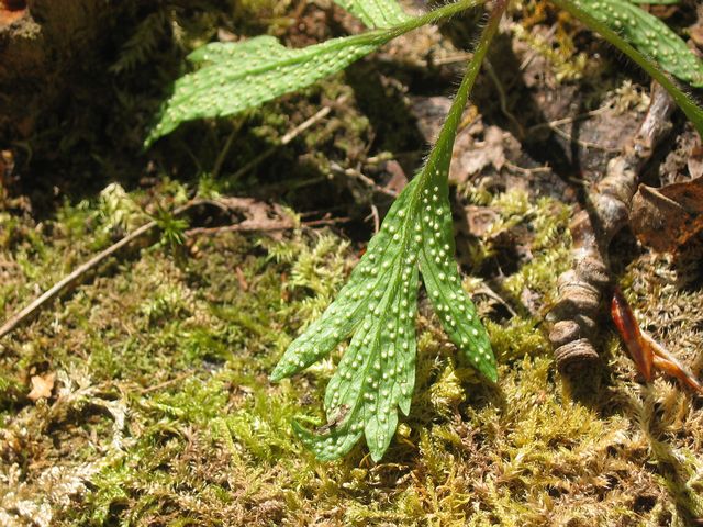 Ochrospora ariae 2 På undersida av vitsippsblad.jpg