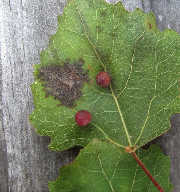 Galler av gallmyggan Harmandia tremulae.jpg